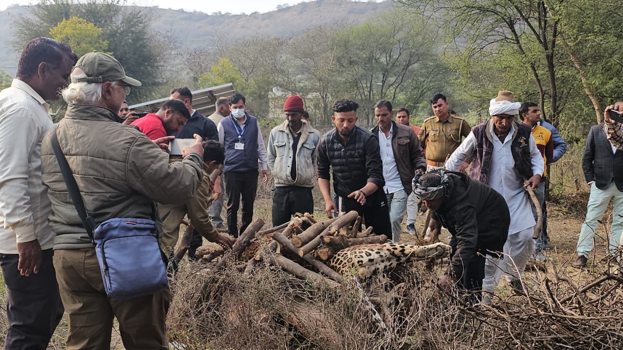 टोंक में खेत की बाड़ के तार में फंसने से नर पैंथर की मौत, वन विभाग ने कराया अंतिम संस्कार